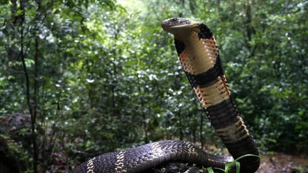 King-cobra