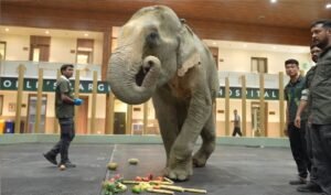 elephant-joymoti-airlift-vantara-special-treatment
