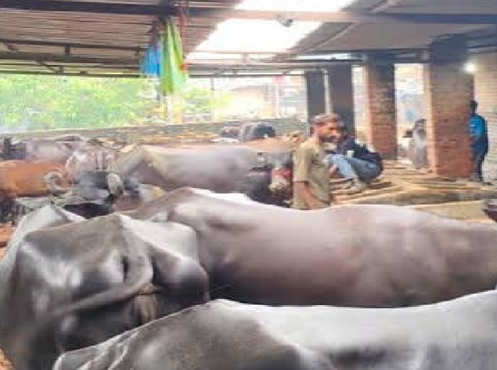 lucknow-para-cattle-auction-243-buffaloes-24-august