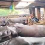 lucknow-para-cattle-auction-243-buffaloes-24-august