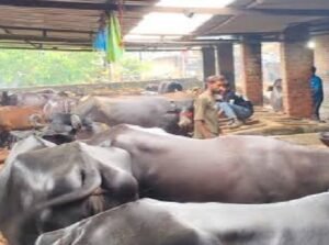 lucknow-para-cattle-auction-243-buffaloes-24-august