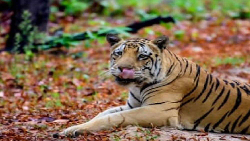 mp-high-court-tiger-deaths-ntca-fund