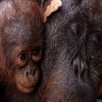 orangutans
