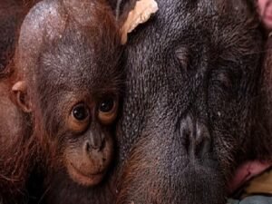 orangutans