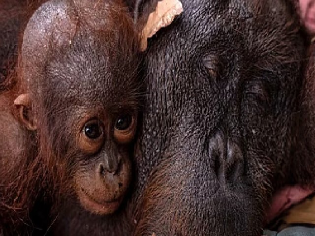orangutans
